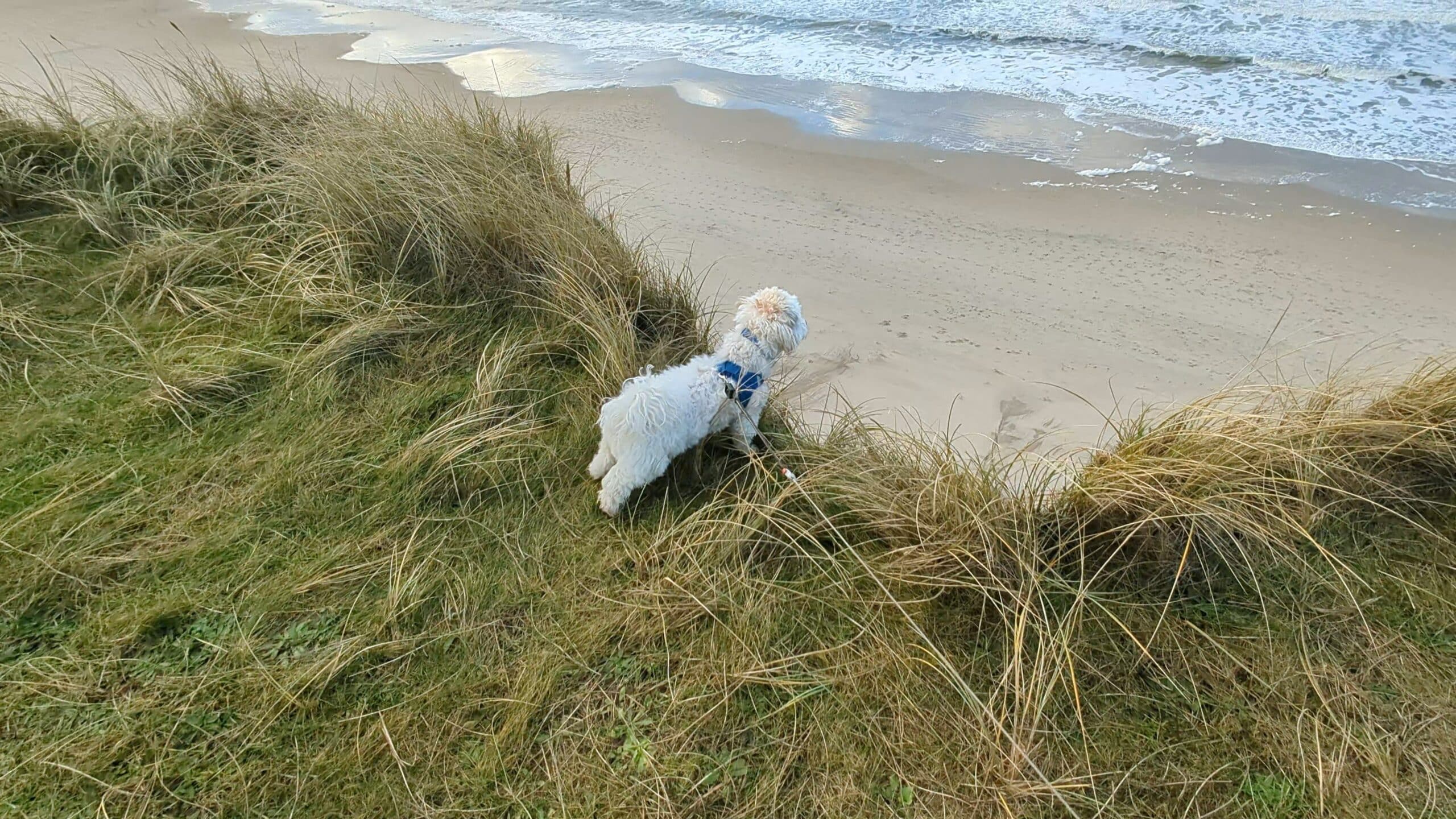 Mit Hund nach Dänemark - Einreisebestimmungen Leinenpflicht Hundestrände Urlaub